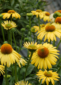 Echinacea 'Daydream'